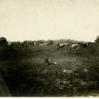 Dairy Cows 2.pdf