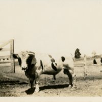 Matador155.jpg