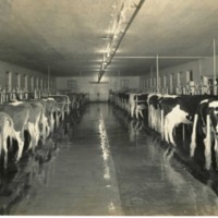 Inside on Dairy.pdf