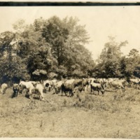 Dairy Cows.pdf